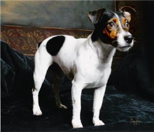 My Dog Jiggers