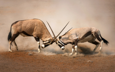 Are Conflicting Goals Preventing You from Succeeding?