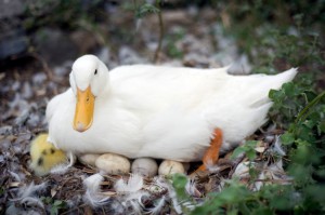 Do You Know What Birds Can Teach?
